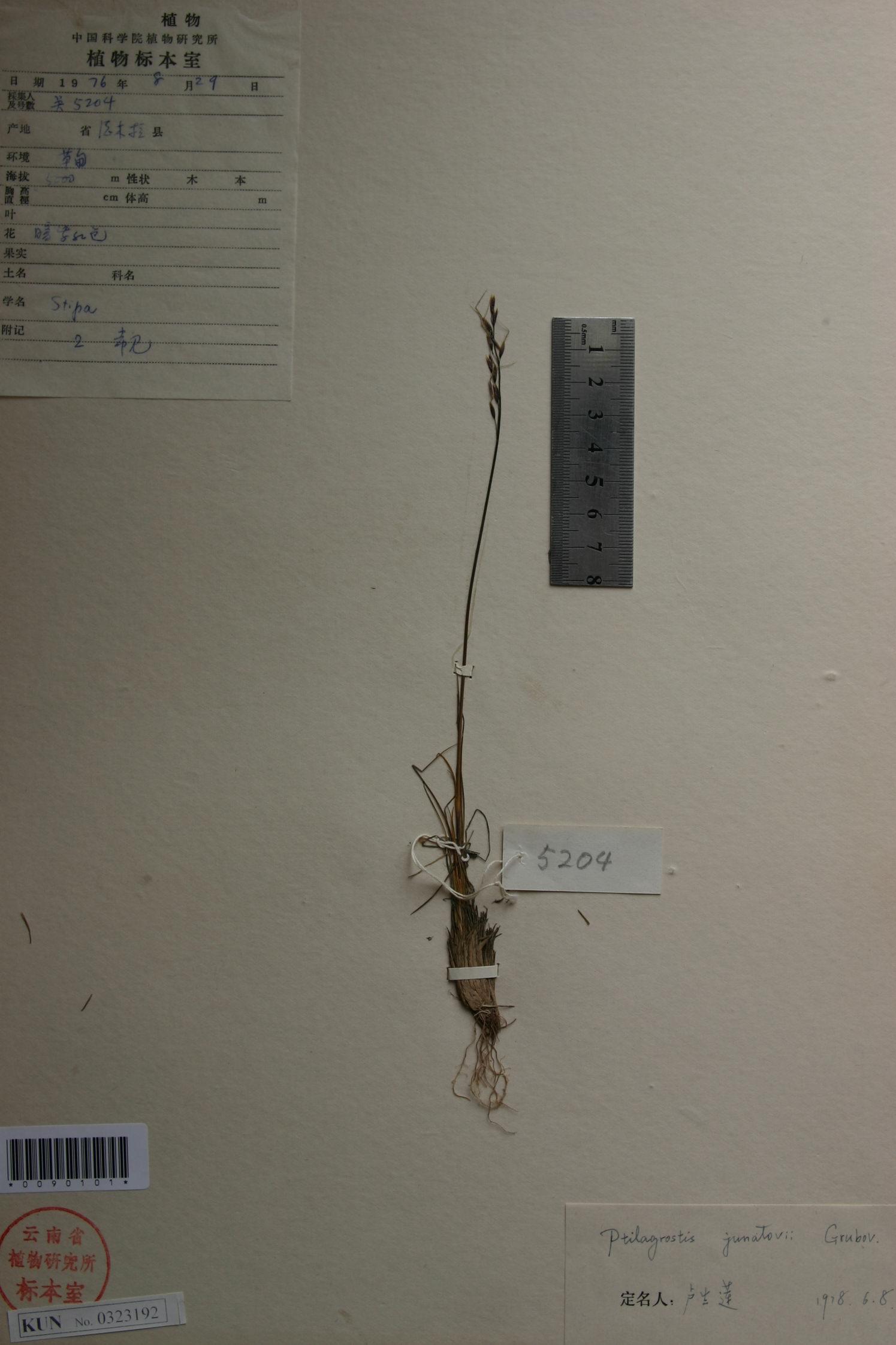 窄穗細(xì)柄茅