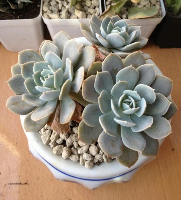 黄花石莲