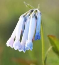 長(zhǎng)筒濱紫草