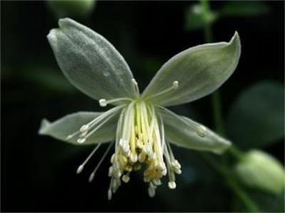 揚(yáng)子鐵線蓮