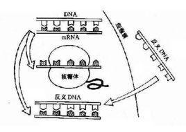 反義基因技術(shù)