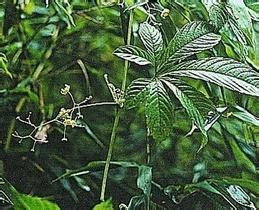 屏边藤三七雪胆