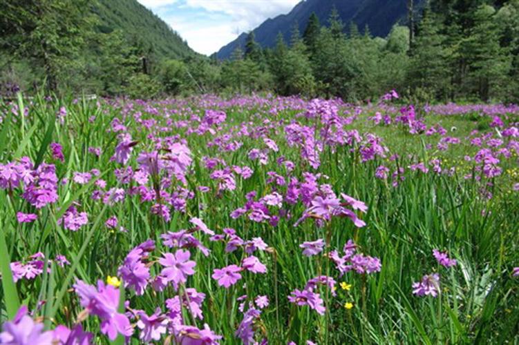 麗花獨(dú)報(bào)春