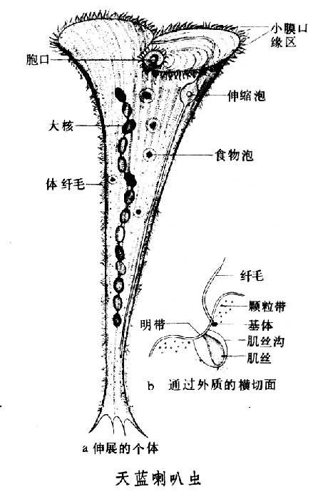 喇叭蟲屬