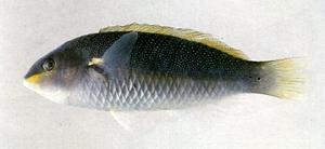黑星紫胸魚
