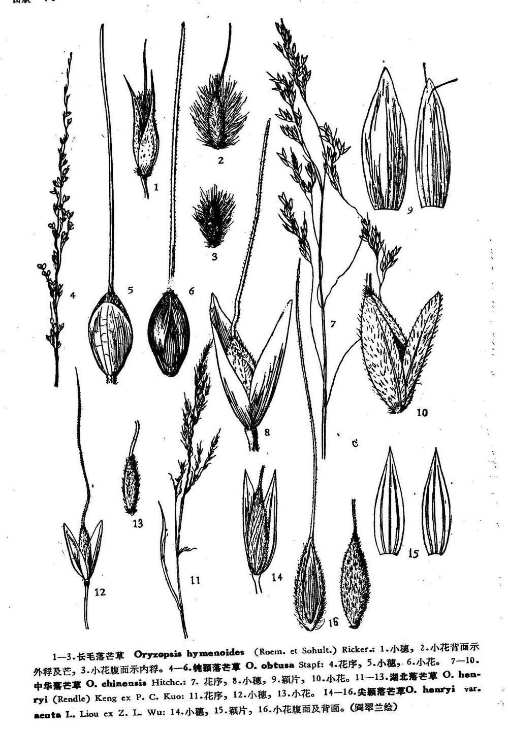 長(zhǎng)毛落芒草