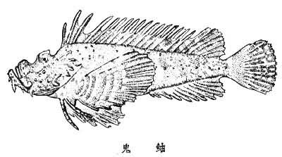 鬼鲉属