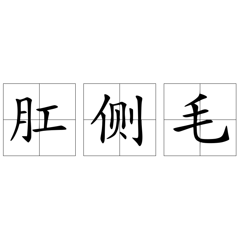 肛侧毛