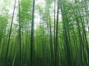 玉龍山箭竹