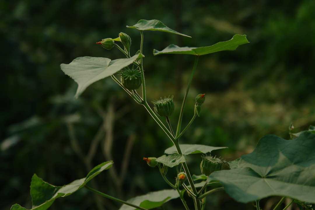 冬葵子