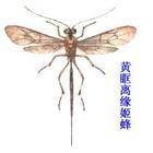 黄眶离缘姬蜂
