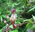 宝兴吊灯花