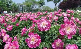 大观头