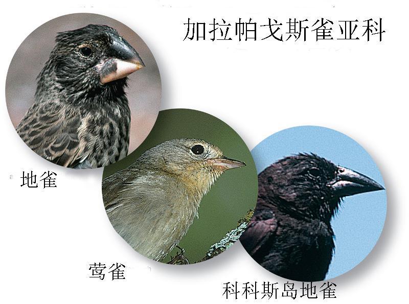 加拉帕戈斯雀亞科