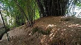 大埔城