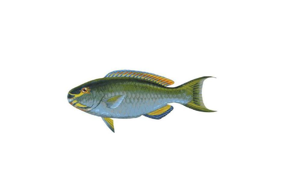 鈍頭鸚嘴魚