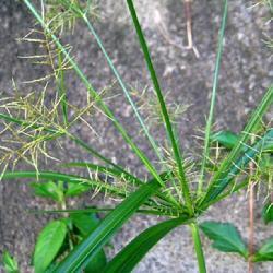 長穗高稈莎草
