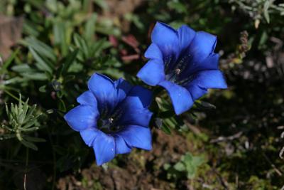 蒼山蔓龍膽