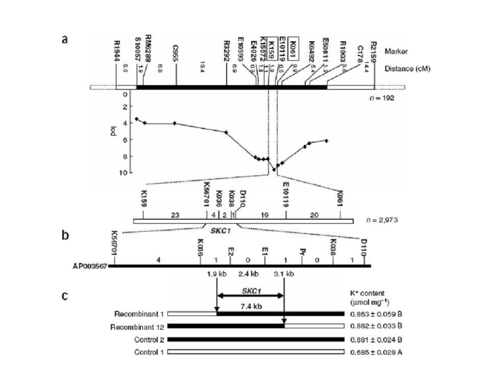 數量性狀基因座