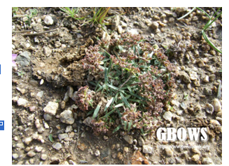 禾葉點(diǎn)地梅