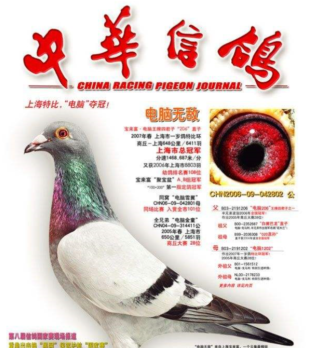 中华信鸽