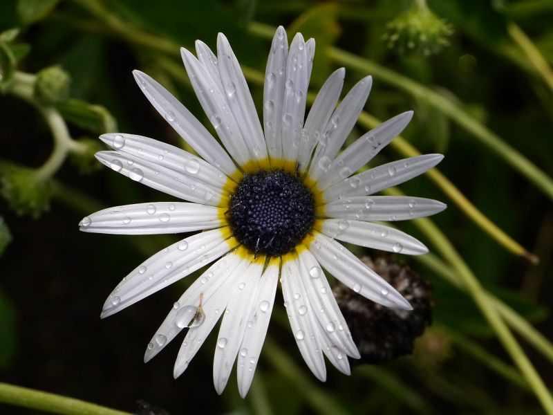 藍(lán)目菊