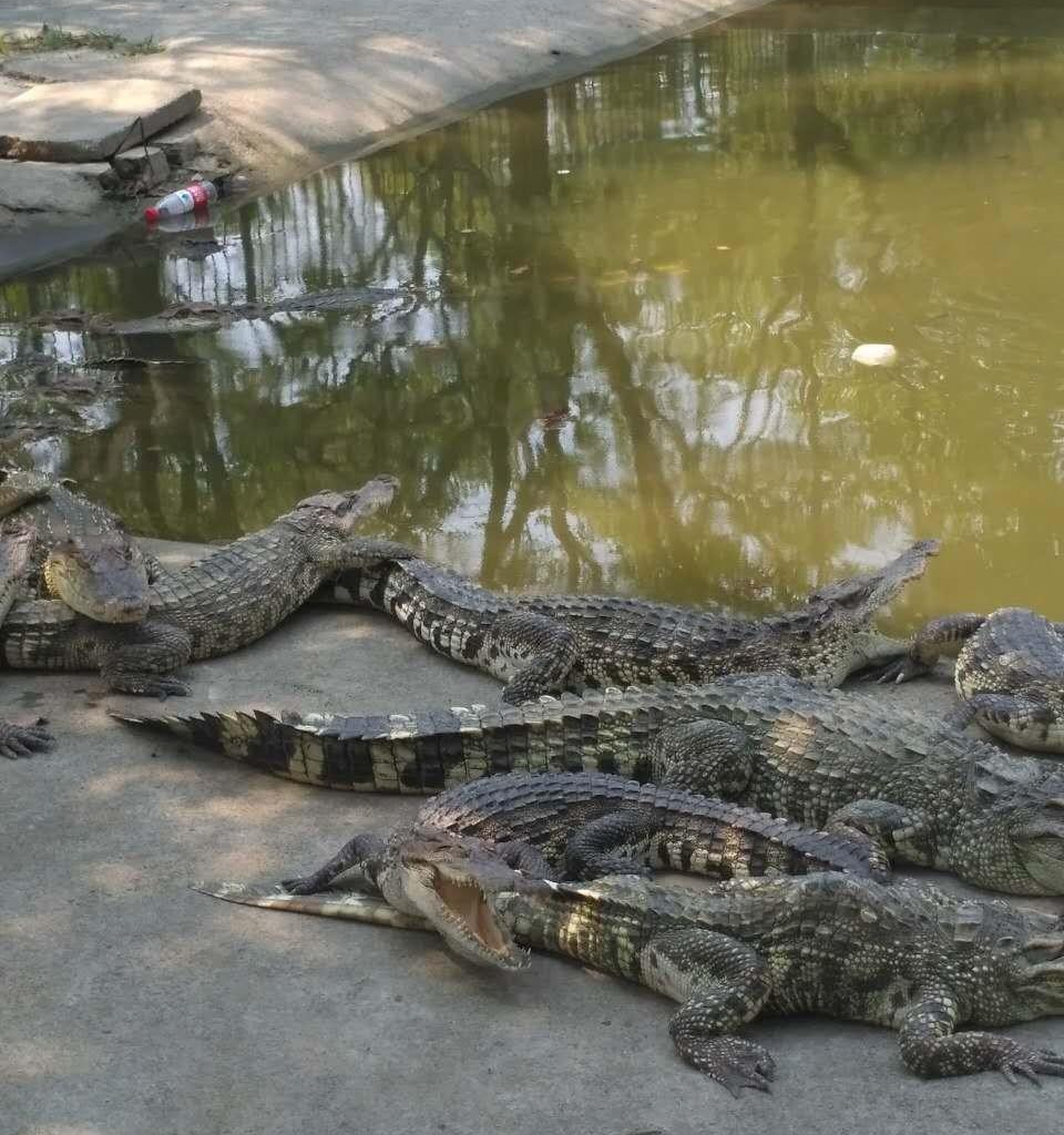 鳄鱼谷