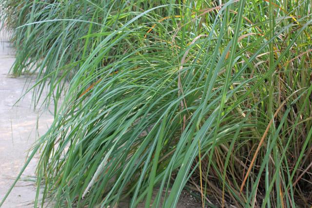 扁芒草