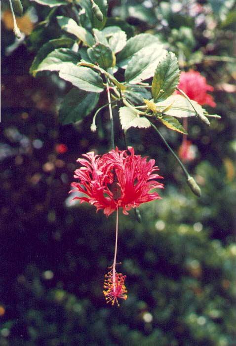 狭叶吊灯花