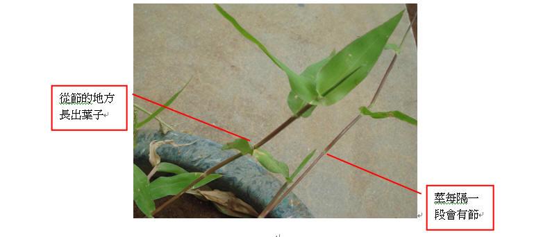 長(zhǎng)葉尾稃草