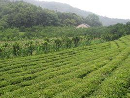 茶园村