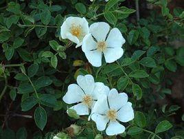 山薔薇