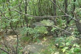 黄庙沟森林公园