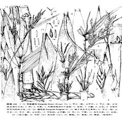豐實(shí)箭竹