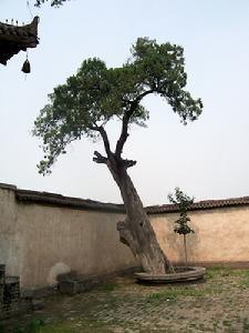 柏脂