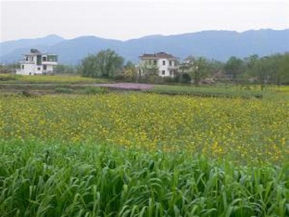 黃龍橋