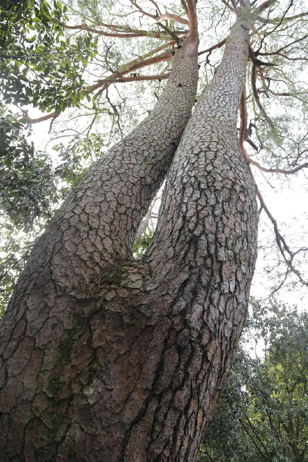 灵江源