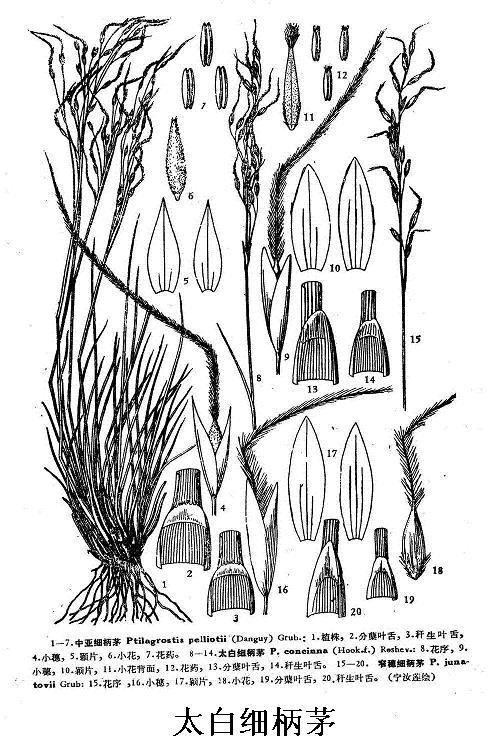 太白細(xì)柄茅