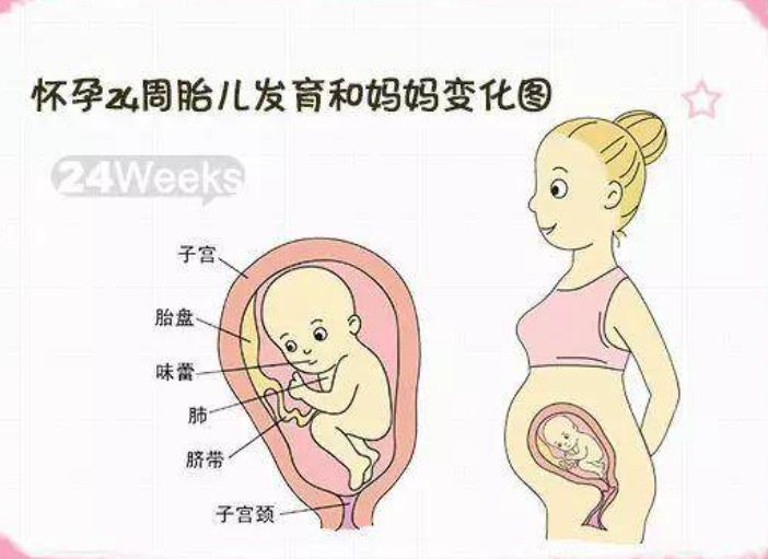 懷孕24周