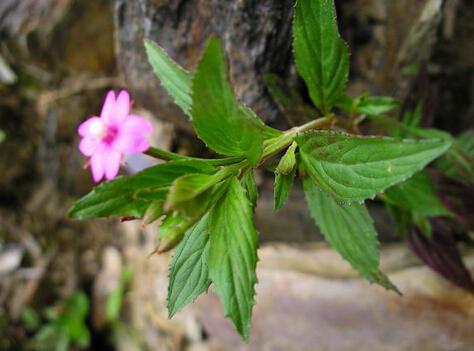 臺(tái)灣柳葉菜