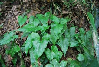 慈姑葉細(xì)辛