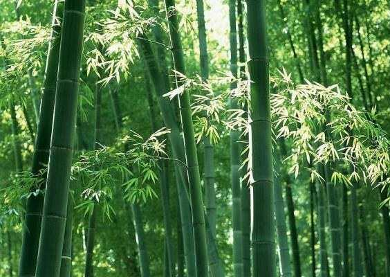 竹醋