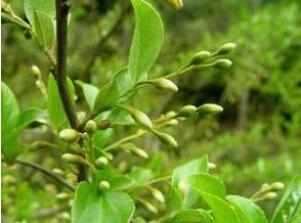 抱茎叶白花龙