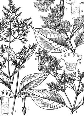 貴州水錦樹(shù)