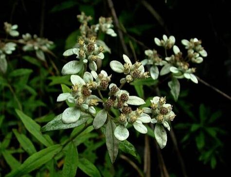 纖細(xì)火絨草