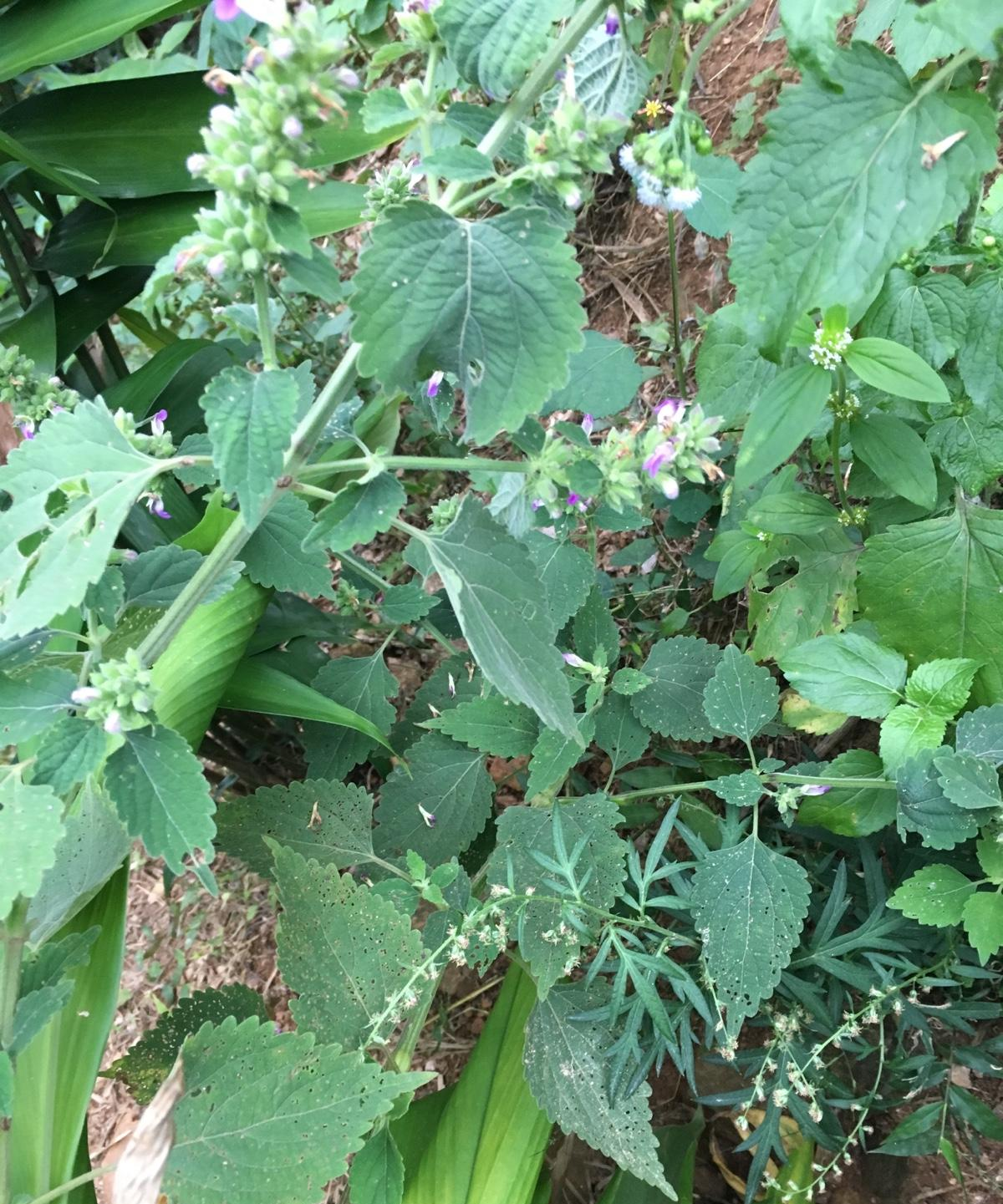 抹草