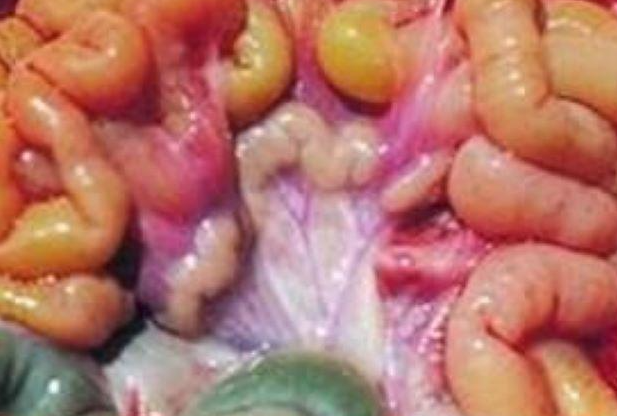 腸腎蟲屬