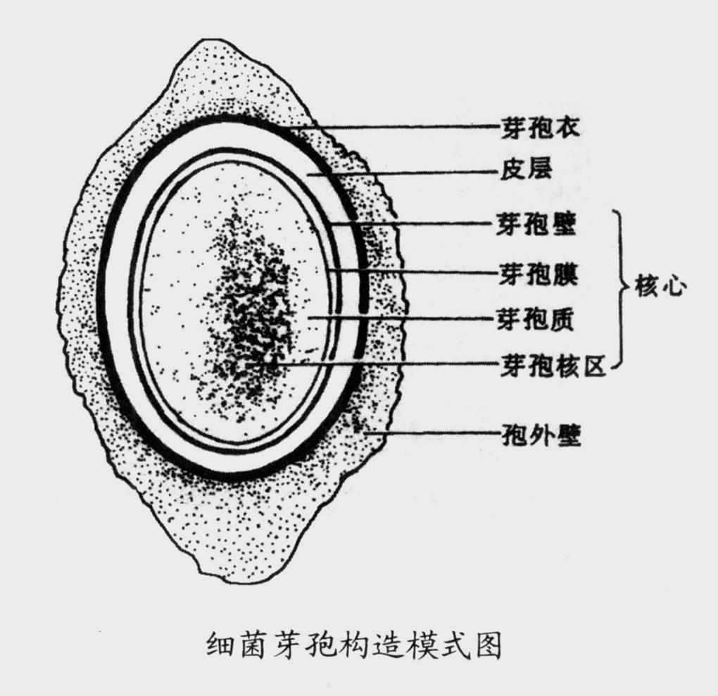 梭杆菌属