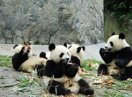大熊貓生態(tài)樂園
