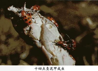 十四點負(fù)泥甲